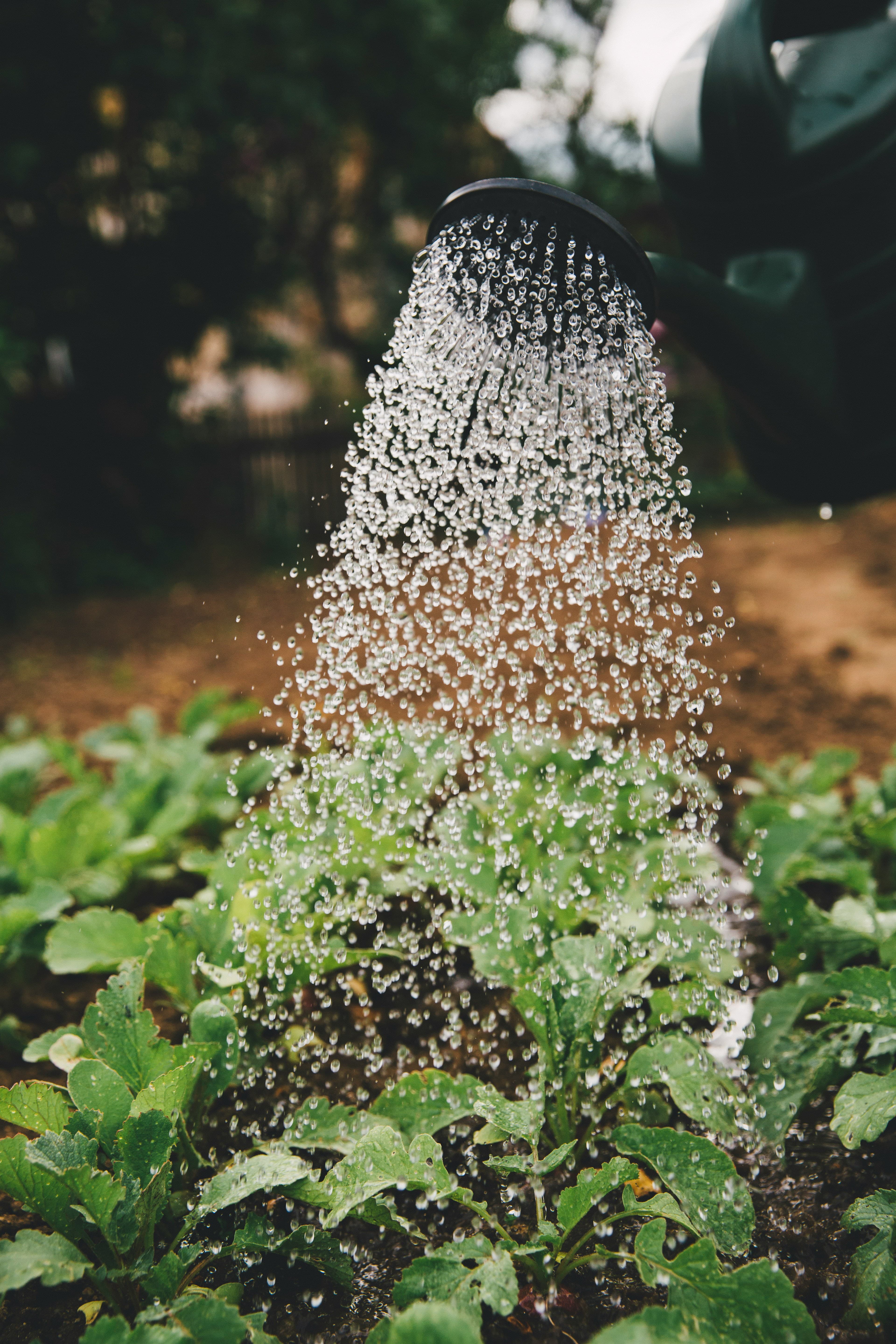 Community Gardens
